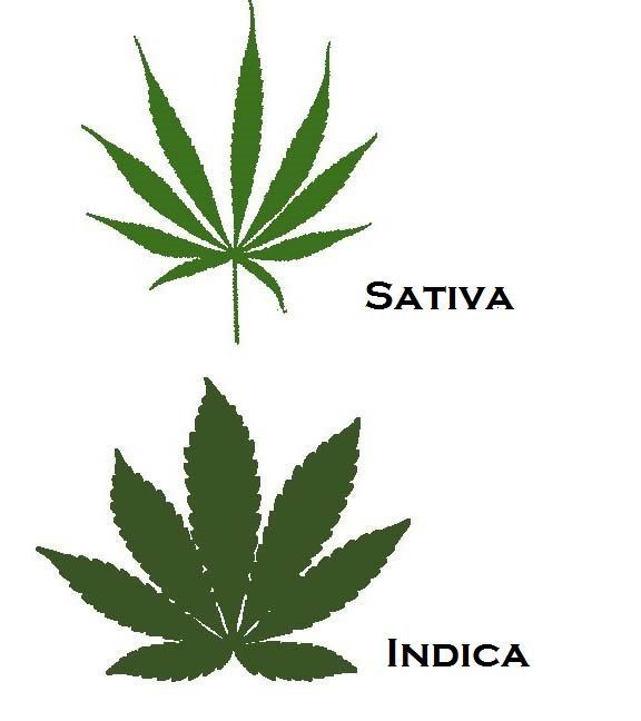 Indica vs. sativa plant